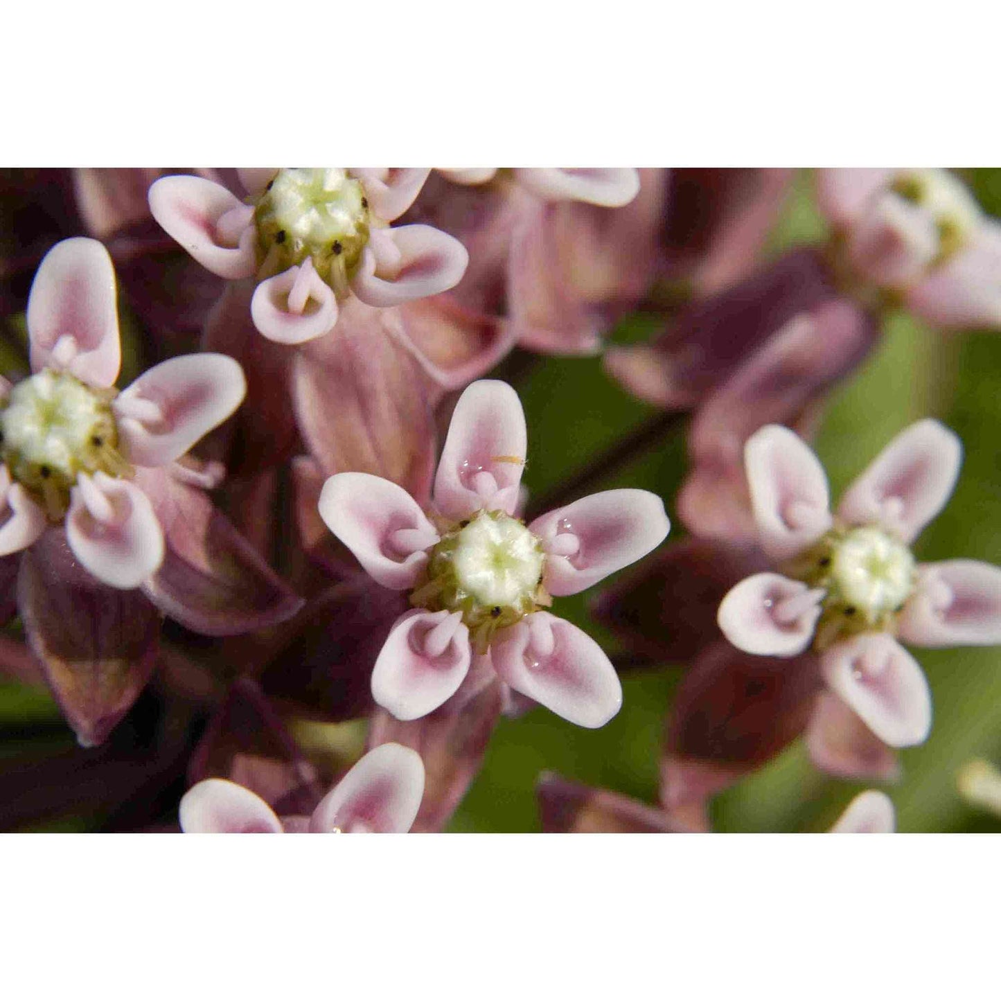 Asclepias sullivantii (Prairie Milkweed)  Natural Communities LLC