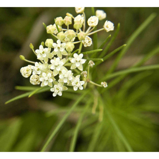 Asclepias verticillata (Whorled Milkweed)  Natural Communities LLC