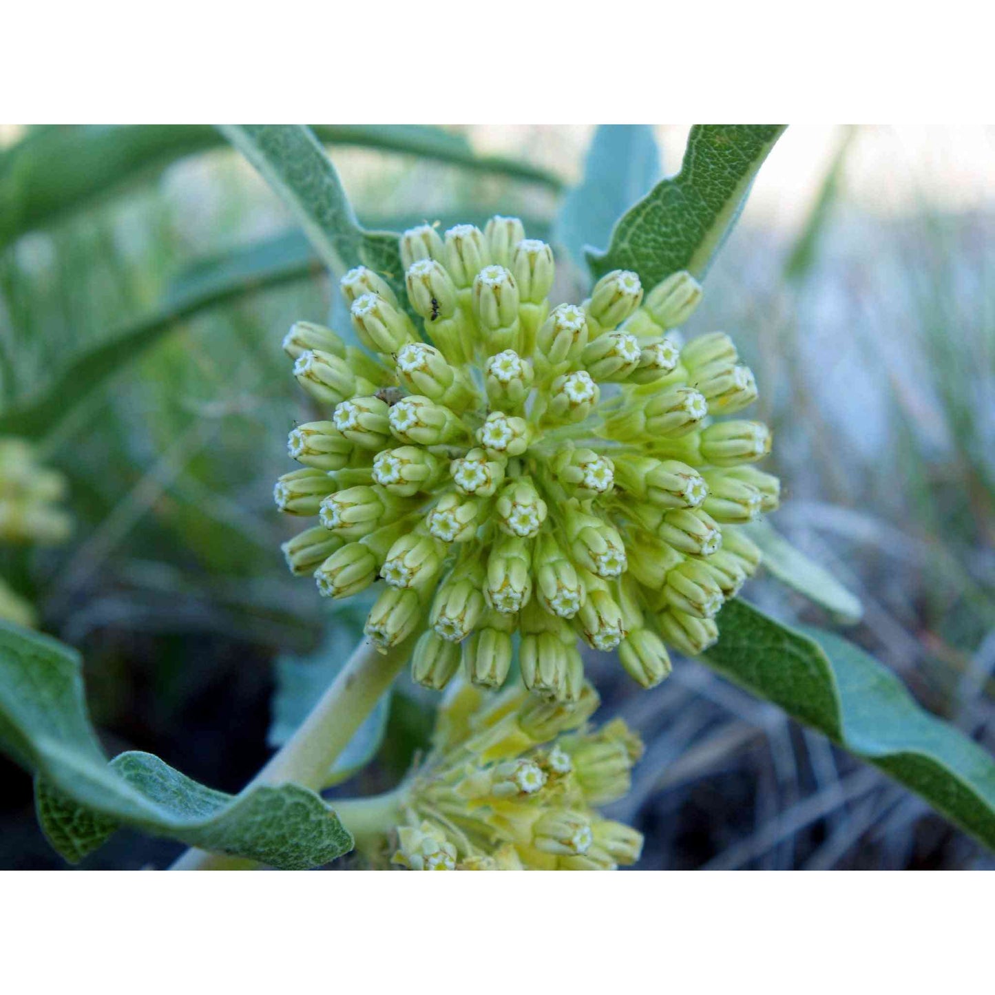 Asclepias viridiflora (Short Green Milkweed)  Natural Communities LLC
