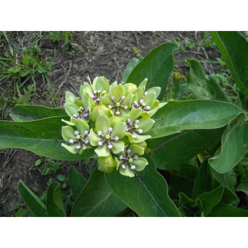 Asclepias viridis (Green antelopehorn Milkweed)  Natural Communities LLC