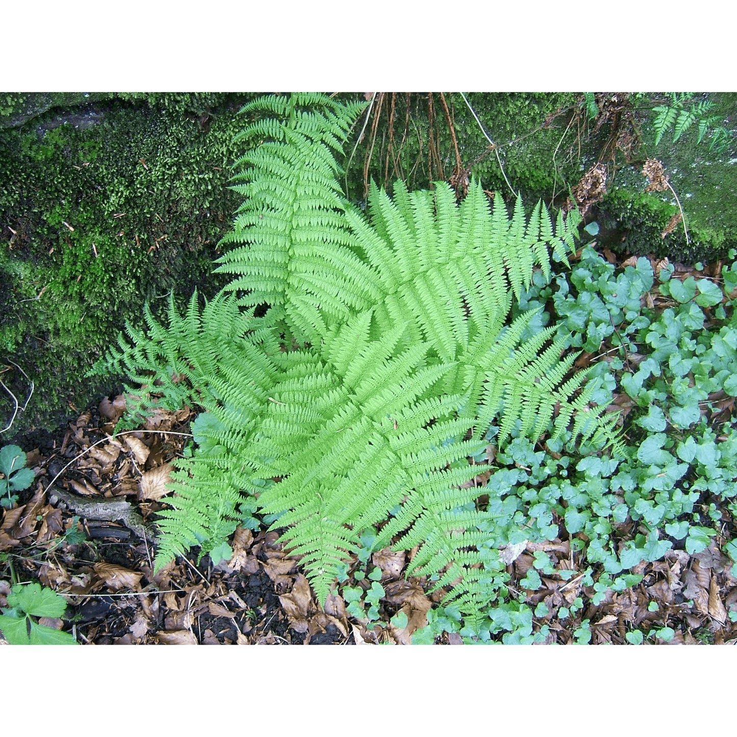 Athyrium filix-femina (Lady Fern)  Natural Communities LLC