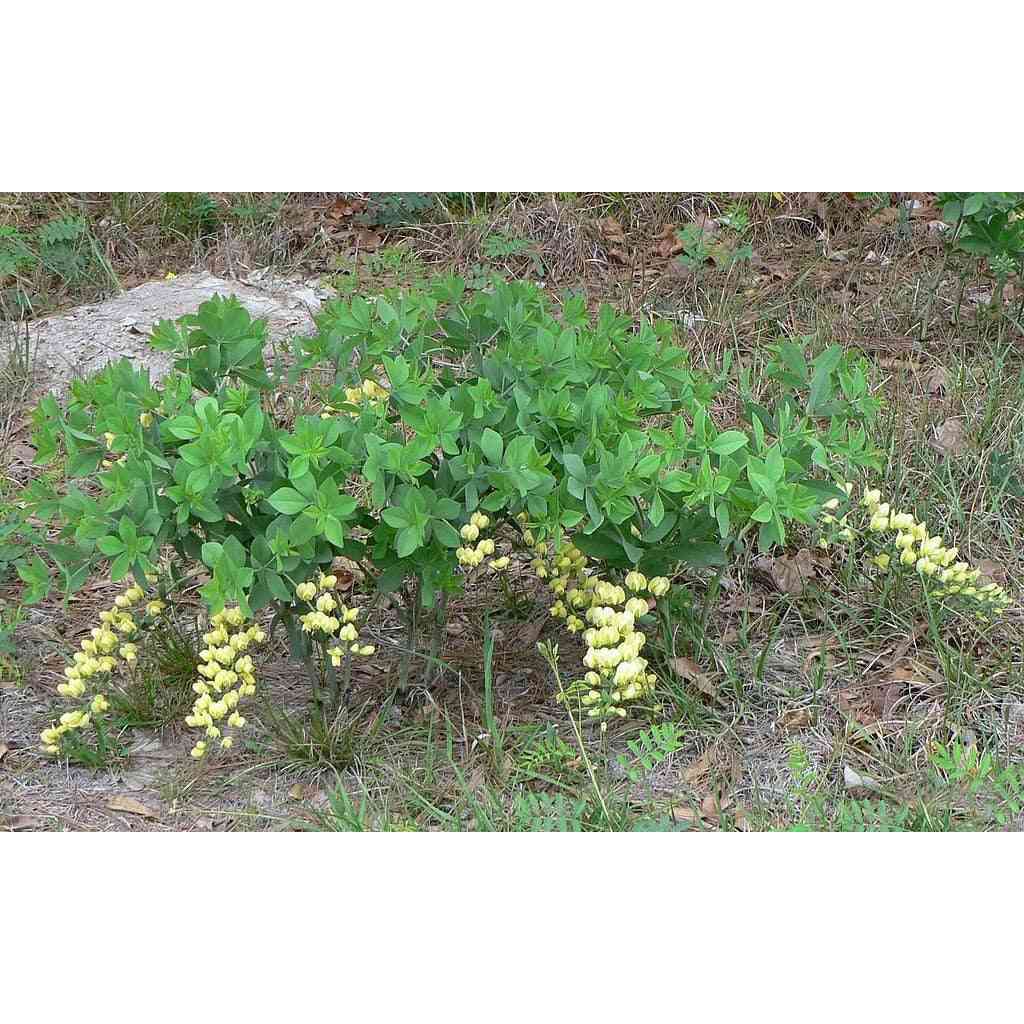Baptisia bracteata or Baptisia leucophaea (Cream Wild Indigo)  Natural Communities LLC