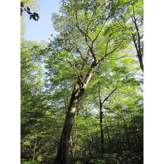Betula alleghaniensis (Yelllow Birch)  Natural Communities LLC
