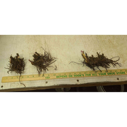 Cimicifuga racemosa / Actaea racemosa (Black cohosh, Black Snakeroot)