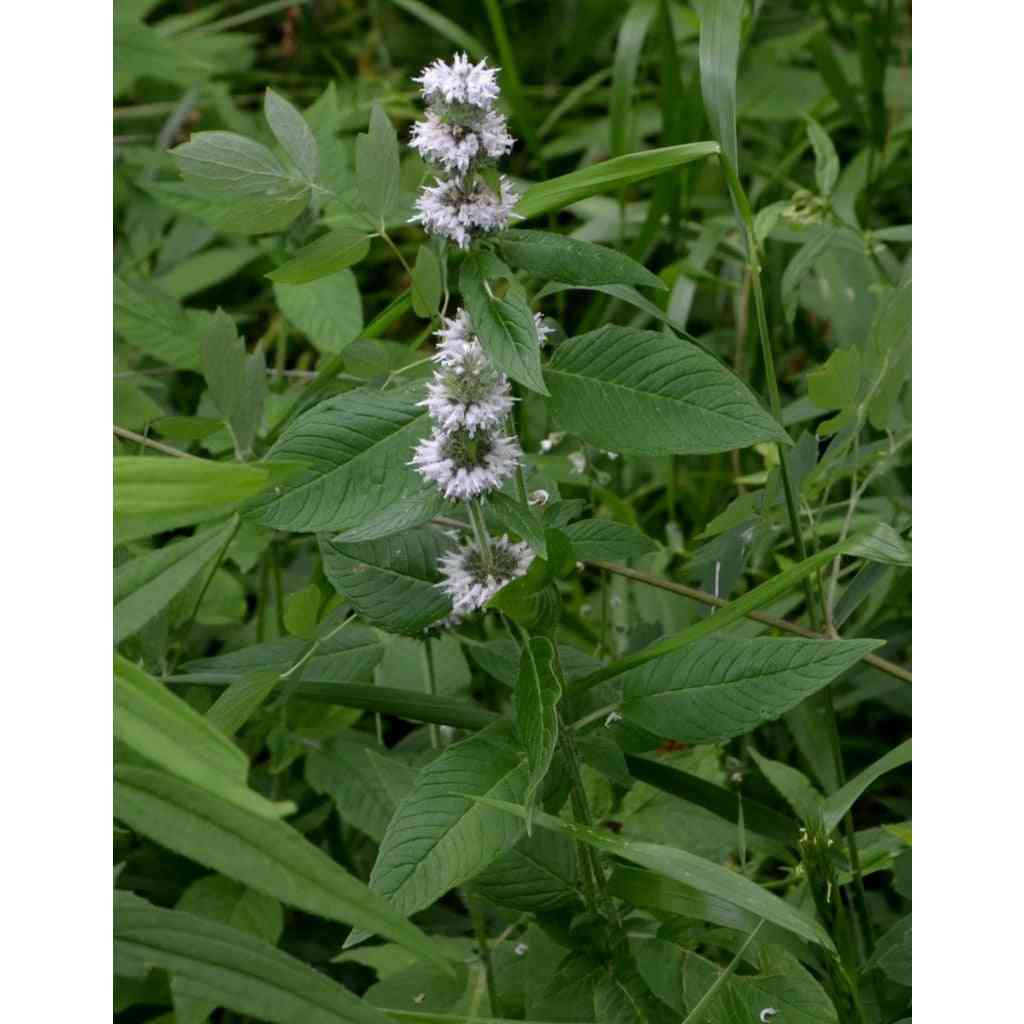 Blephilia hirsuta (Hairy Wood Mint)  Natural Communities LLC