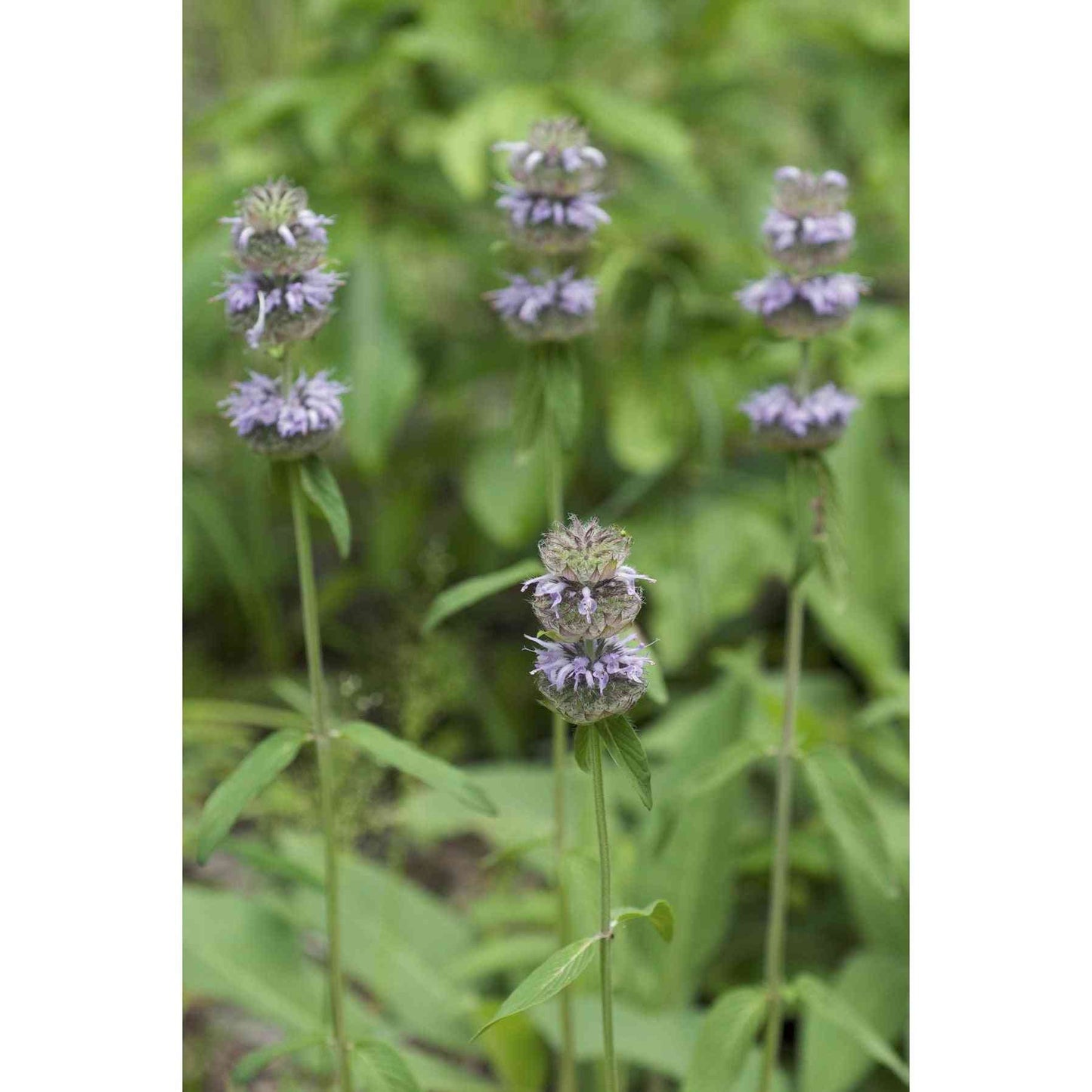 Blephilia ciliata (Downy Wood Mint)  Natural Communities LLC