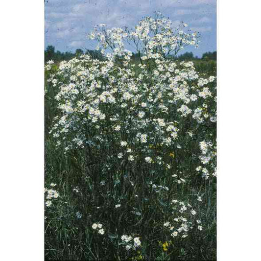 Boltonia asteroides var. recognita (False Aster or White Doll's Daisy)  Natural Communities LLC