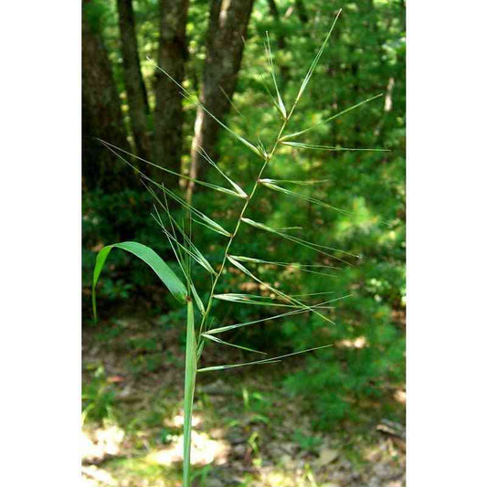 Elymus hystrix or Elymus patula (Bottlebrush Grass)  Natural Communities LLC