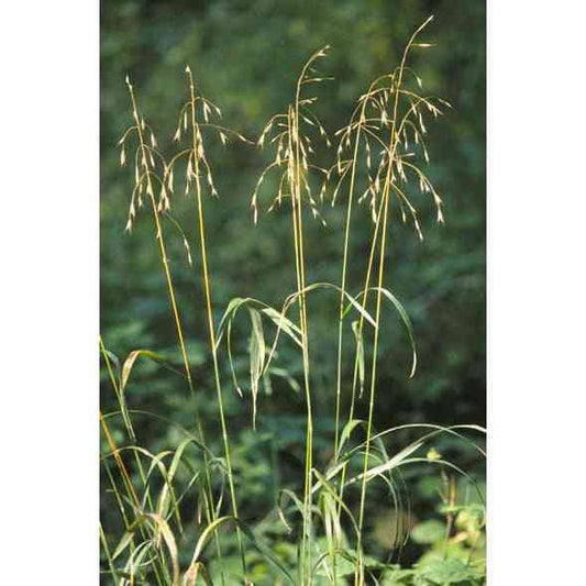 Bromus pubescens (Hairy Woodland Brome)  Natural Communities LLC