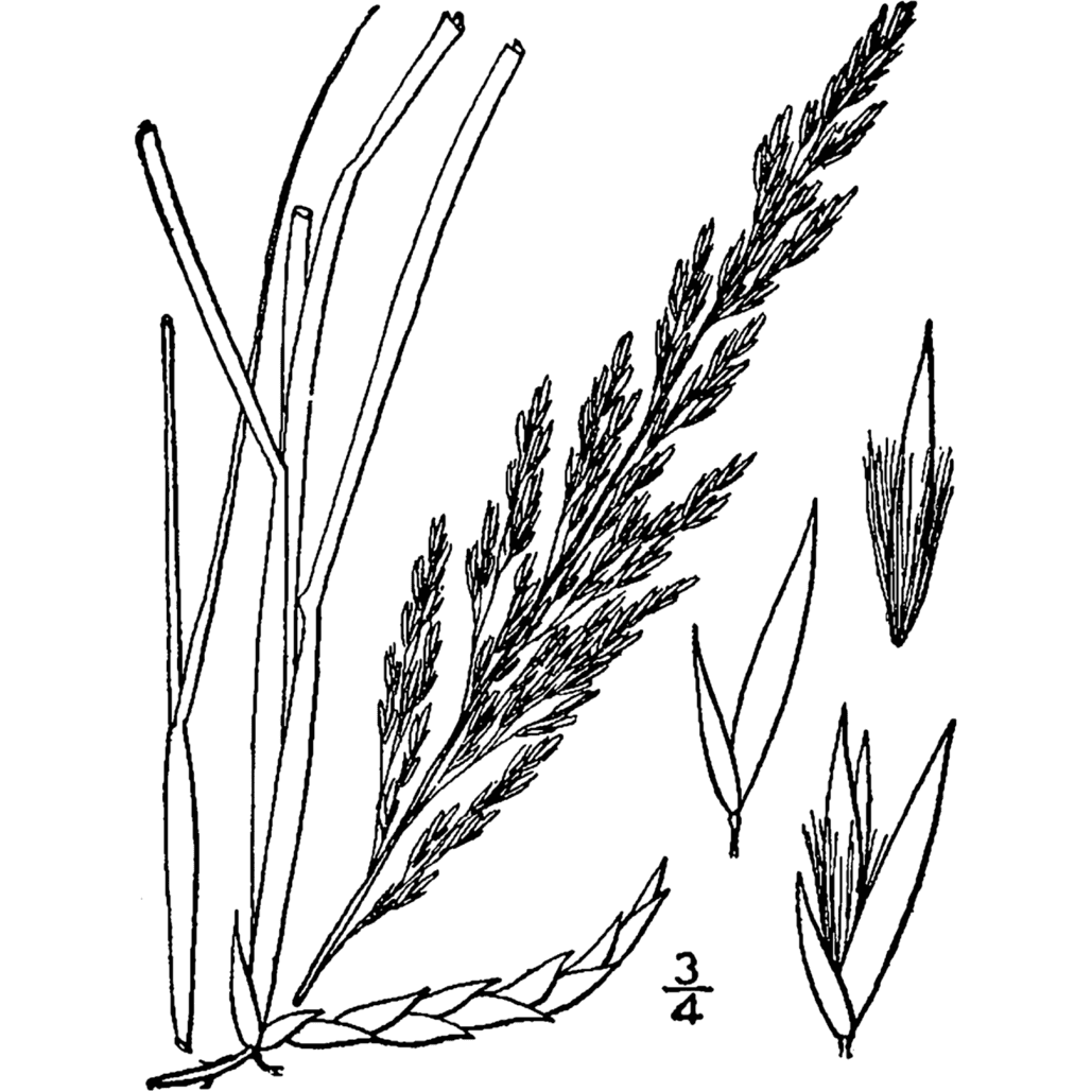 Calamovilfa longifolia (Sand Reed Grass)  Natural Communities LLC