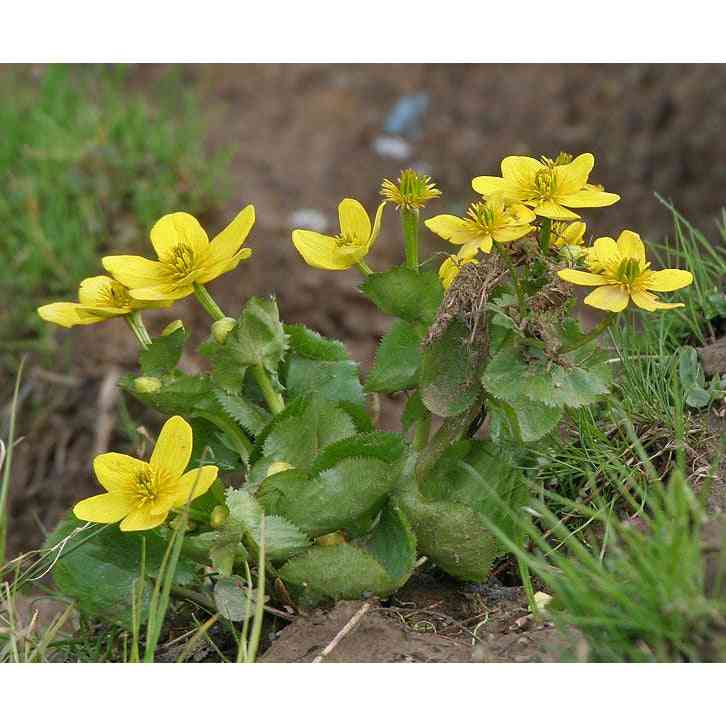 Caltha palustris (Marsh Marigold)  Natural Communities LLC