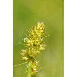 Carex annectens (Small Yellow Fox Sedge)  Natural Communities LLC