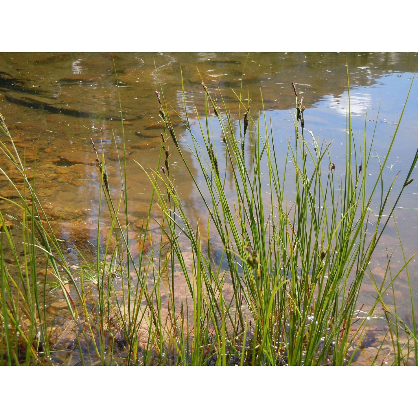 Carex aquatilis (Water Sedge)  Natural Communities LLC