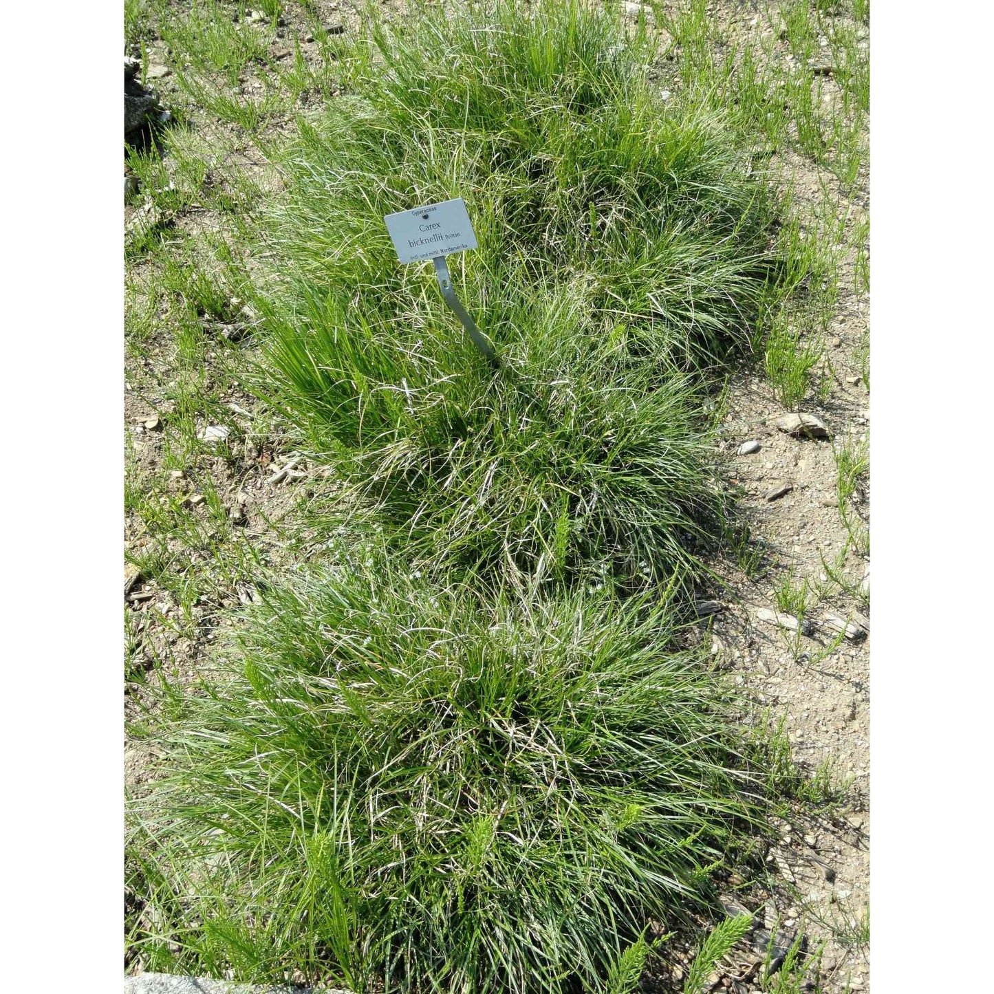 Carex bicknellii (Copper-shouldered Oval Sedge)  Natural Communities LLC