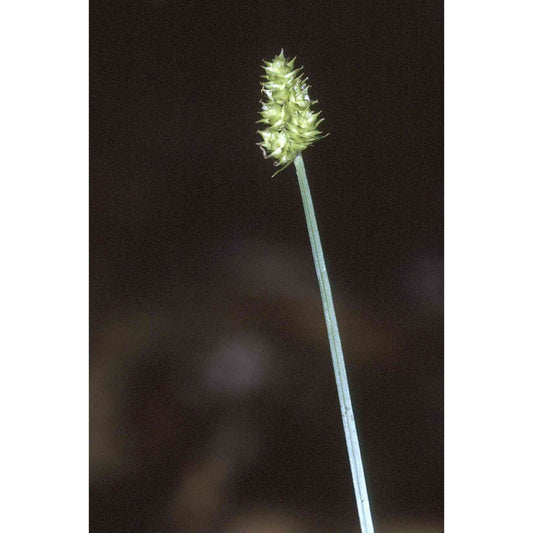 Carex cephalophora (Short-headed Bracted Sedge)  Natural Communities LLC