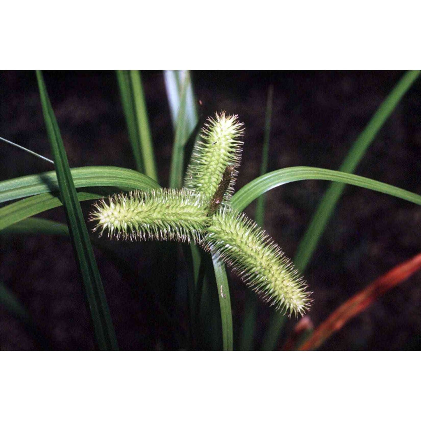 Carex comosa (Bristly Sedge)