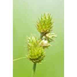 Carex cristatella (Crested Oval Sedge)  Natural Communities LLC
