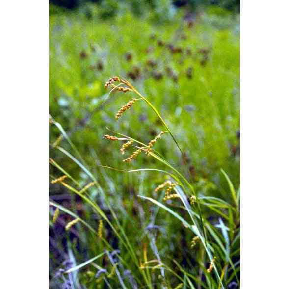 Carex davisii (Awned Graceful Sedge / Davis' Sedge)  Natural Communities LLC
