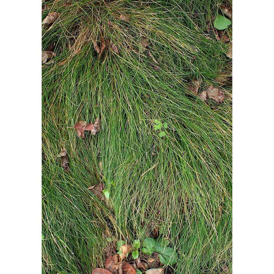 Carex eburnea (Cedar Sedge or Ivory sedge)  Natural Communities LLC