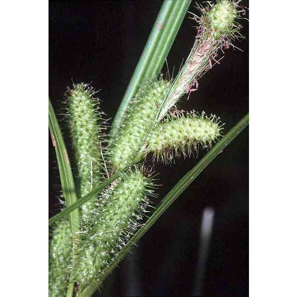 Carex frankii (Bristly Cattail Sedge)  Natural Communities LLC