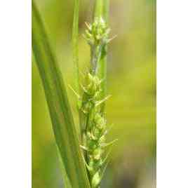 Carex gracillima (Purple-sheathed Graceful Sedge)  Natural Communities LLC