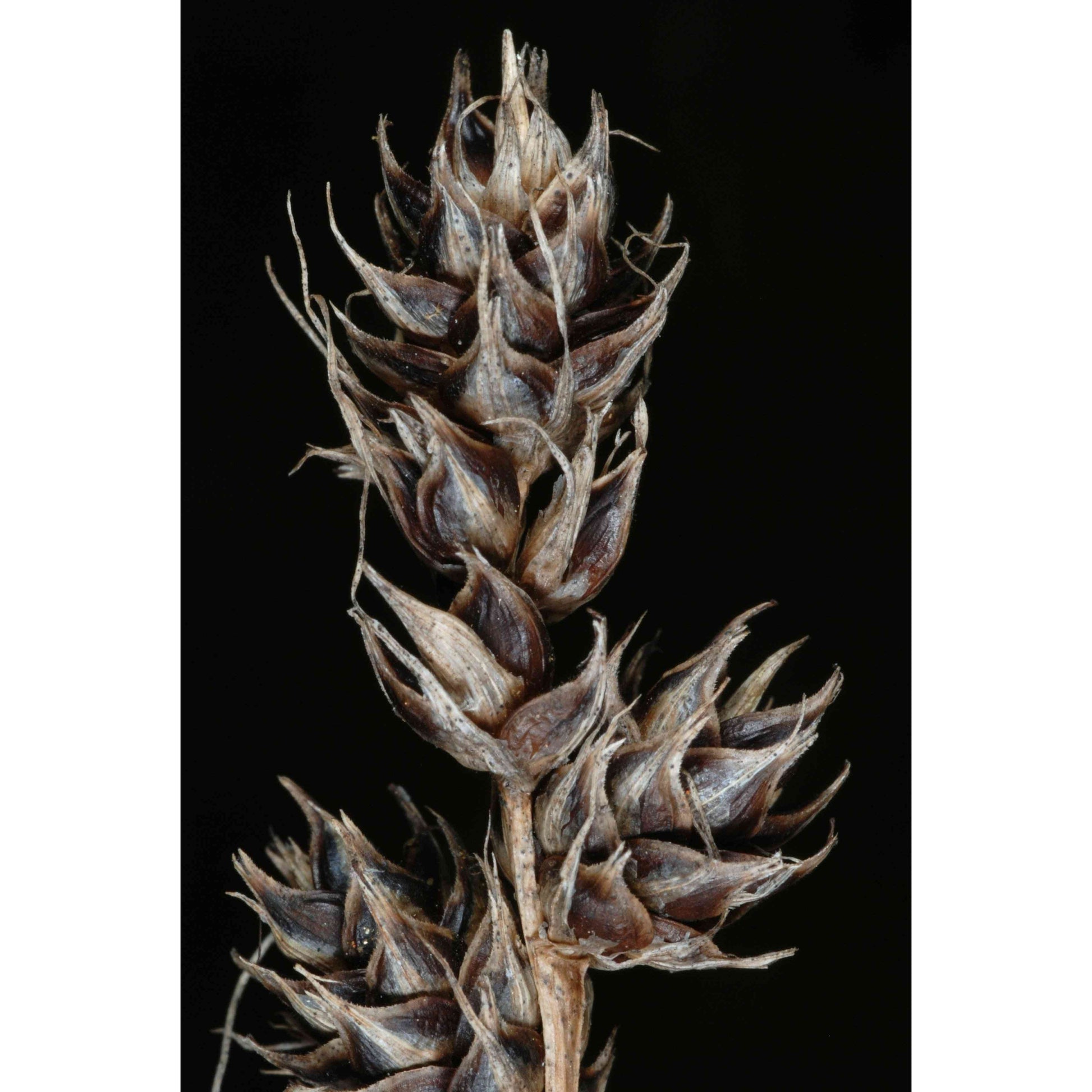 Carex gravida (Long-awned Bracted Sedge / Heavy Sedge)  Natural Communities LLC