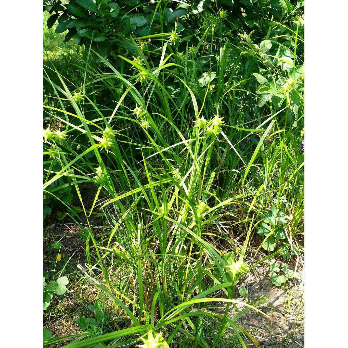Carex grayi (Common Bur Sedge)  Natural Communities LLC