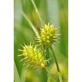 Carex hystericina (Porcupine Sedge)  Natural Communities LLC