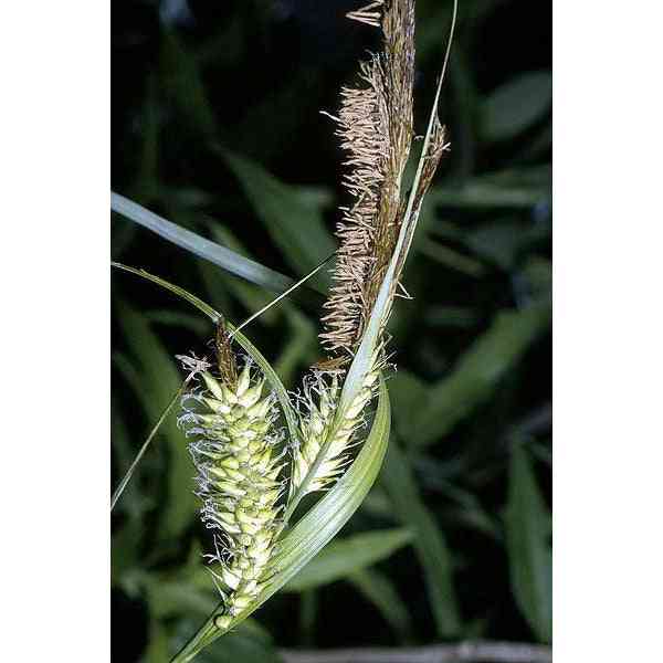 Carex lacustris (Common Lake Sedge)  Natural Communities LLC