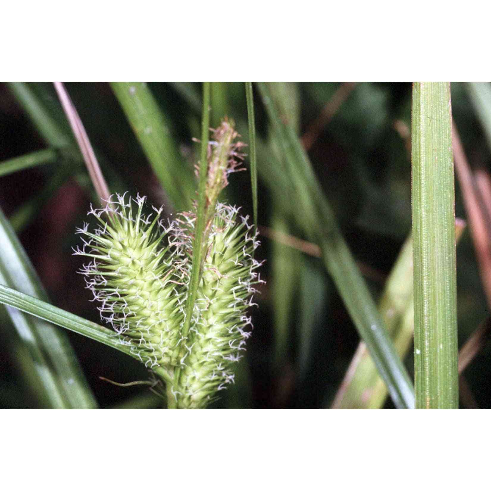 Carex lurida (Sallow Sedge)  Natural Communities LLC