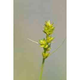 Carex muhlenbergii (Sand Bracted Sedge)  Natural Communities LLC