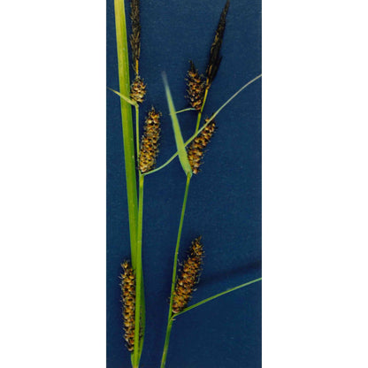Carex pellita (Broad-leaved Woolly Sedge)