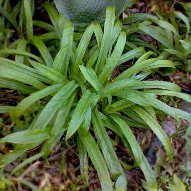 Carex plantaginea (Plantain-leaved Wood Sedge)  Natural Communities LLC
