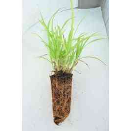 Carex shortiana (Short's Sedge)  Natural Communities LLC