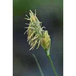 Carex sprengelii (Long-beaked Sedge)  Natural Communities LLC