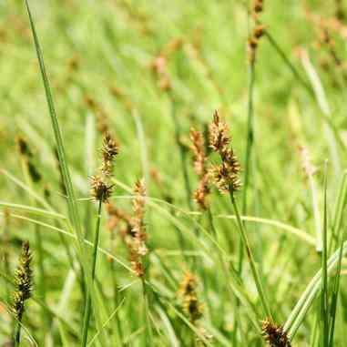 Carex stipata (Fox Sedge)  Natural Communities LLC