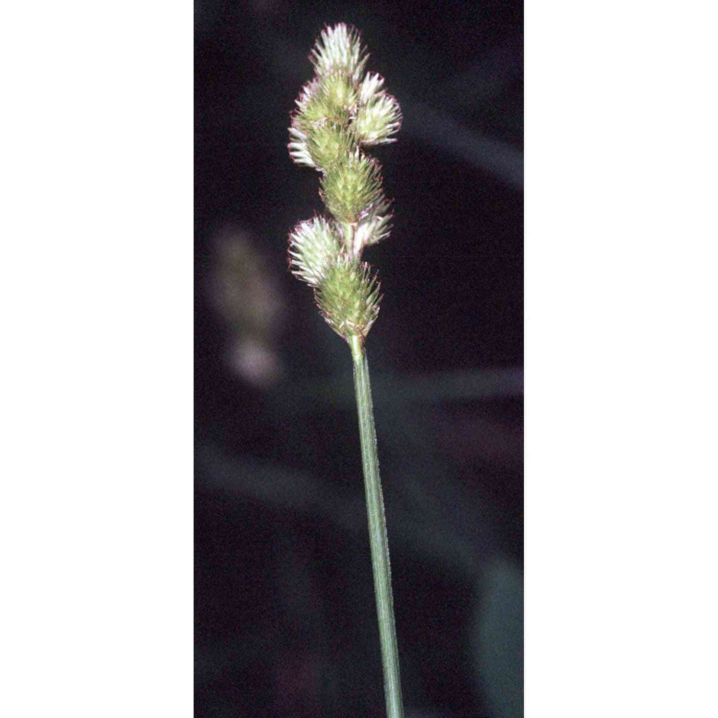 Carex tribuloides (Blunt Broom Sedge)