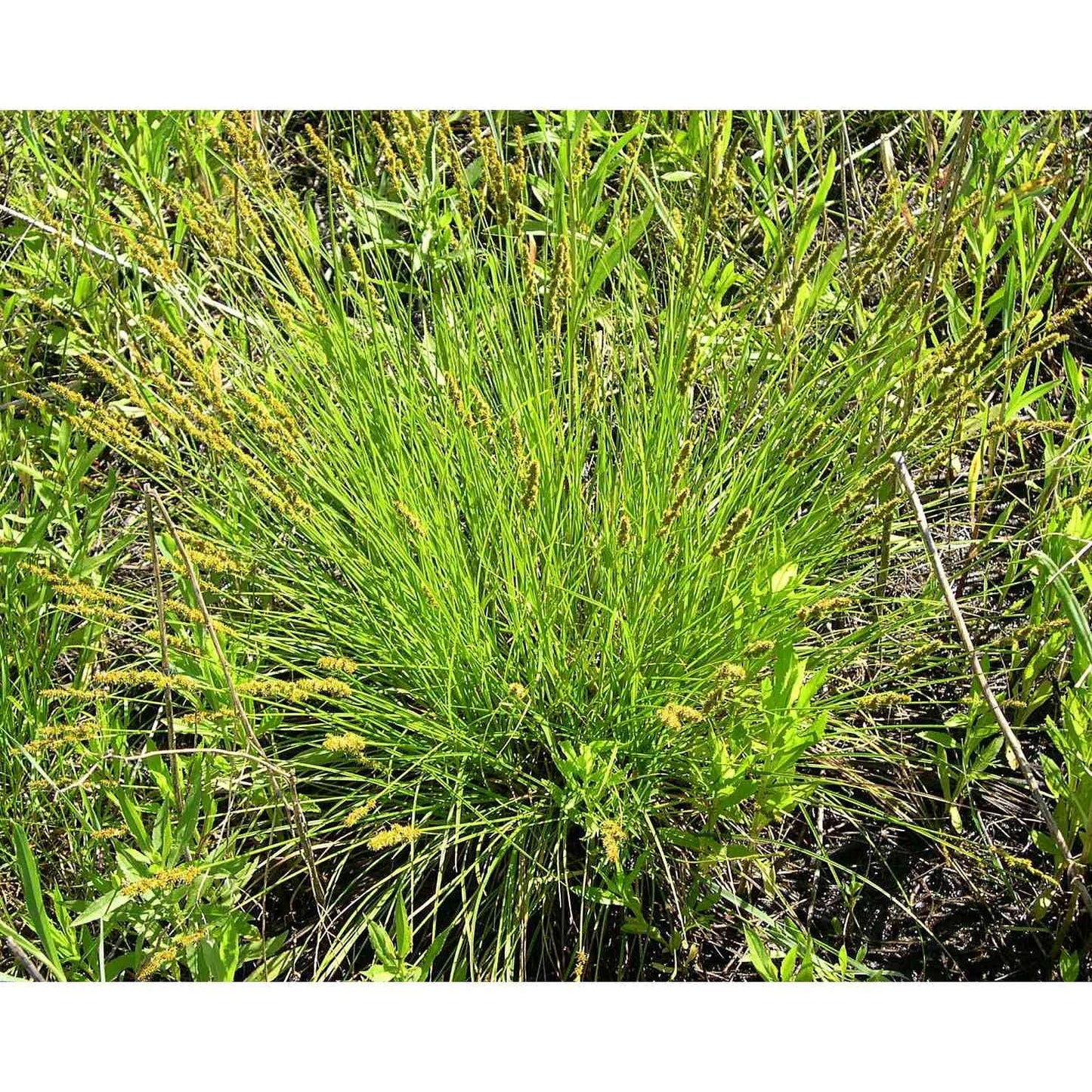 Carex vulpinoidea (Brown Fox Sedge)  Natural Communities LLC