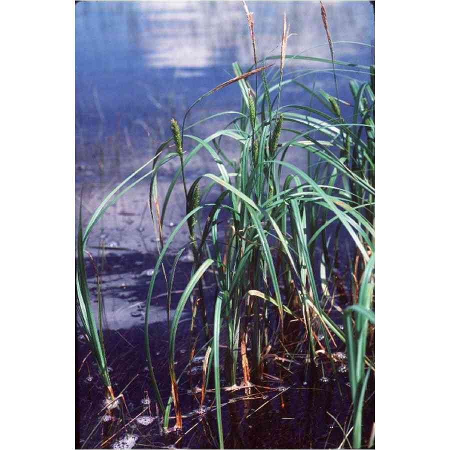 Carex atherodes (Hairy-leaved Lake Sedge)  Natural Communities LLC