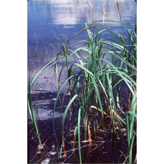 Carex atherodes (Hairy-leaved Lake Sedge)  Natural Communities LLC