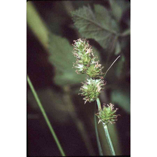 Carex molesta (Troublesome Sedge)  Natural Communities LLC