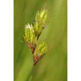 Carex scoparia (Lance Fruit Oval Sedge)  Natural Communities LLC