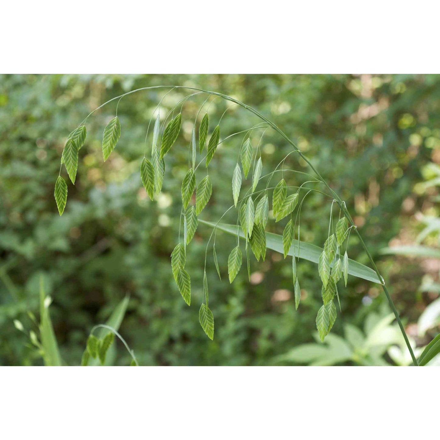 Chasmanthium latifolium (River Oats)  Natural Communities LLC