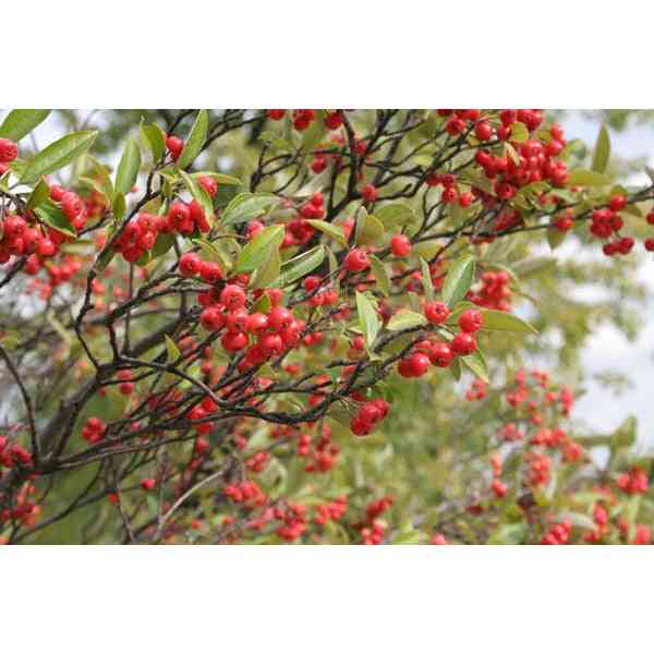 Aronia arbutifolia (Red Chokeberry)  Natural Communities LLC