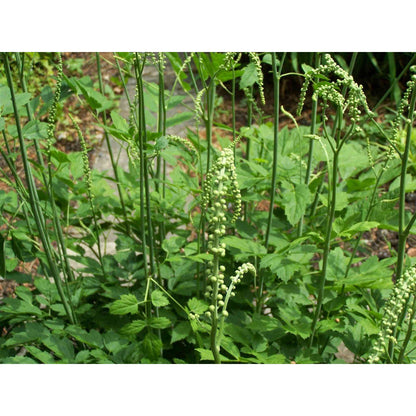 Cimicifuga racemosa / Actaea racemosa (Black cohosh, Black Snakeroot)  Natural Communities LLC