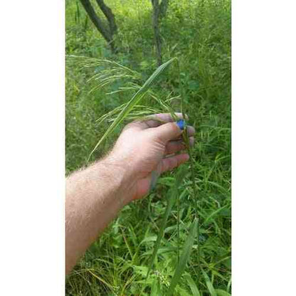 Cinna arundinacea (Wood Reed Grass)  Natural Communities LLC
