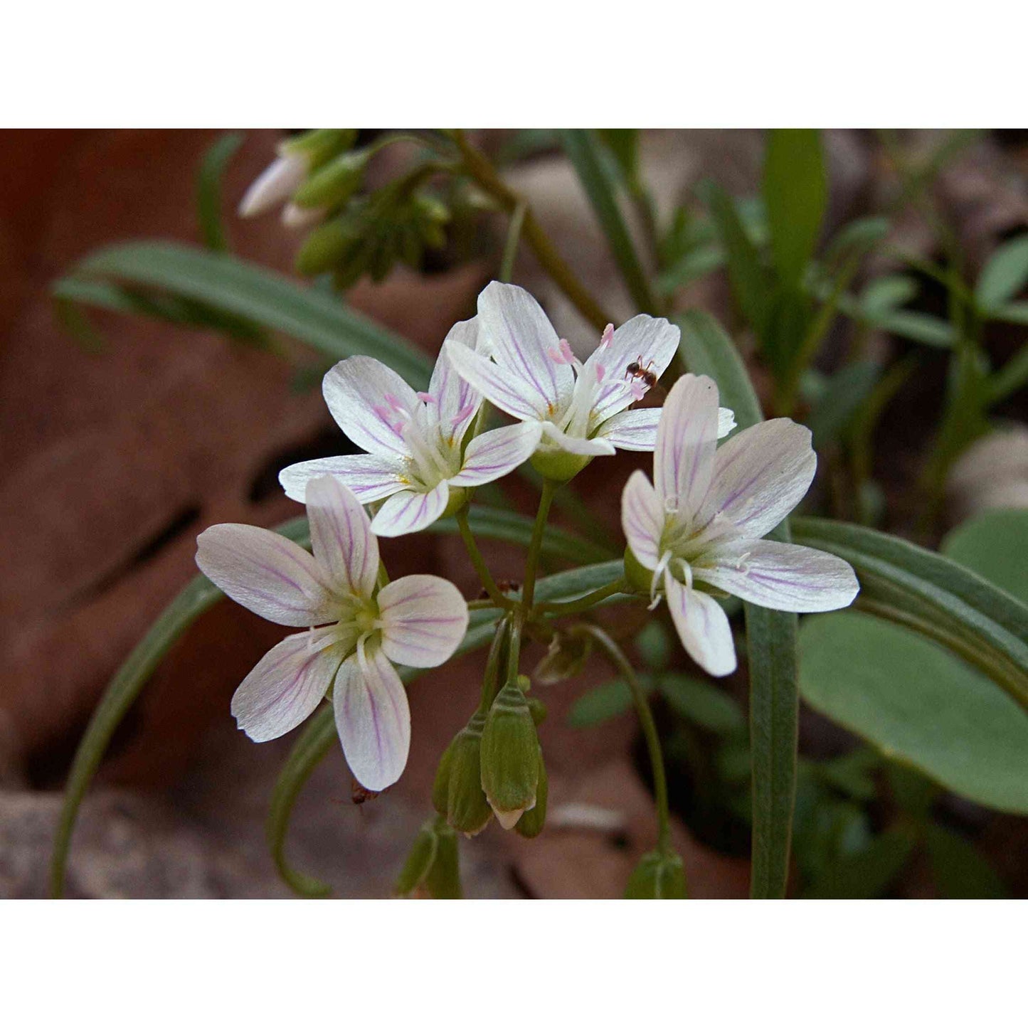 Claytonia virginica (Spring Beauty)  Natural Communities LLC