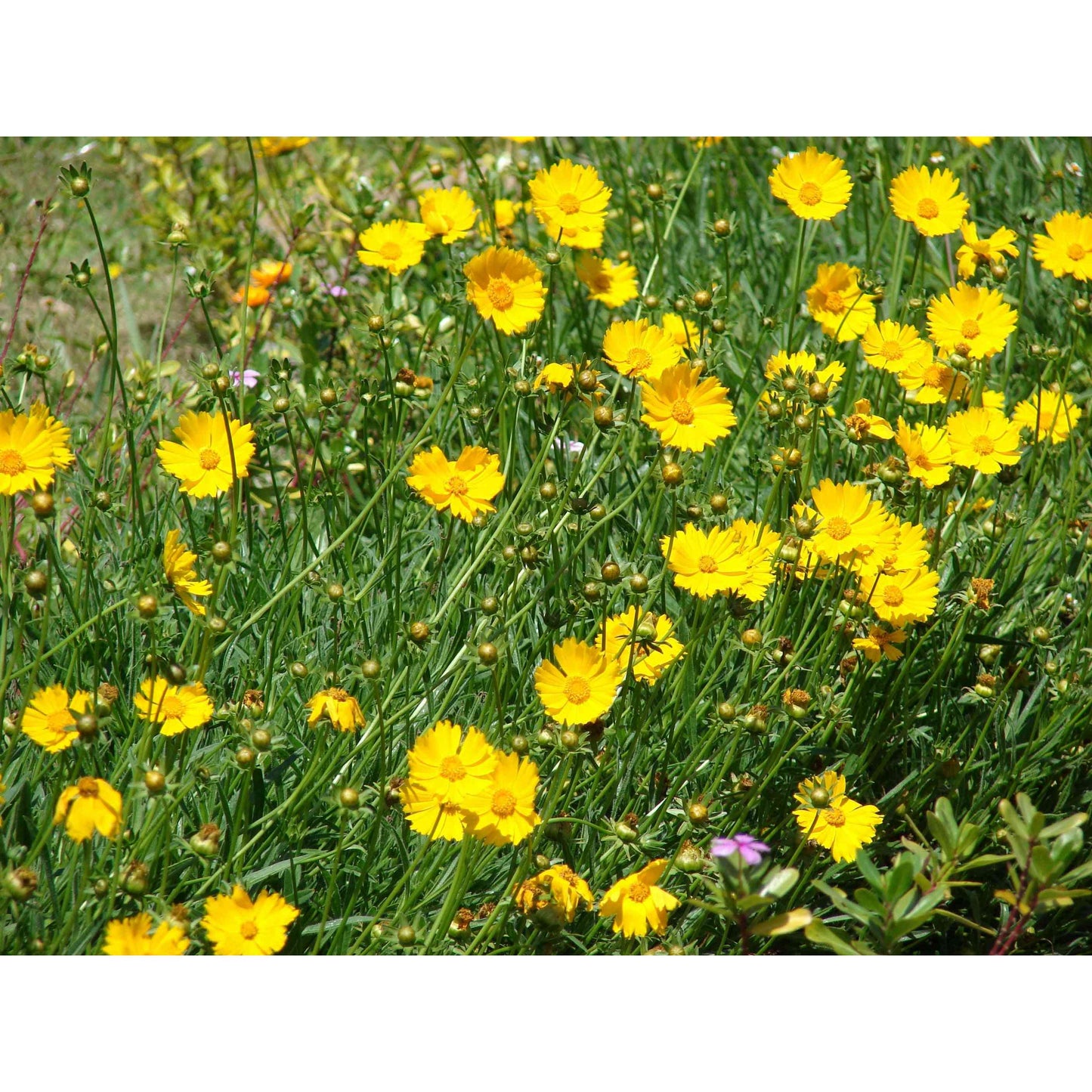 Coreopsis lanceolata (Sand Coreopsis)  Natural Communities LLC