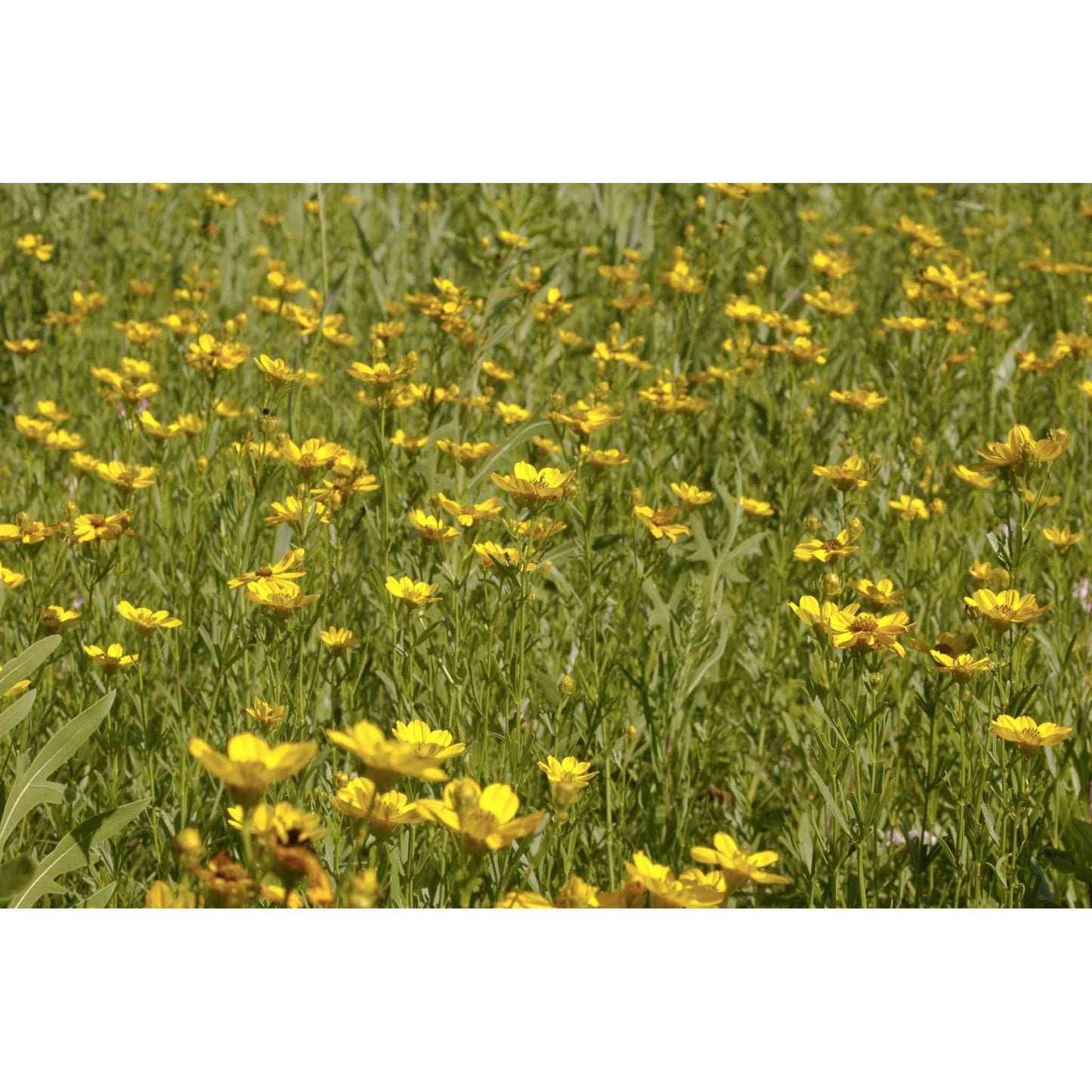 Coreopsis palmata (Prairie Coreopsis)  Natural Communities LLC