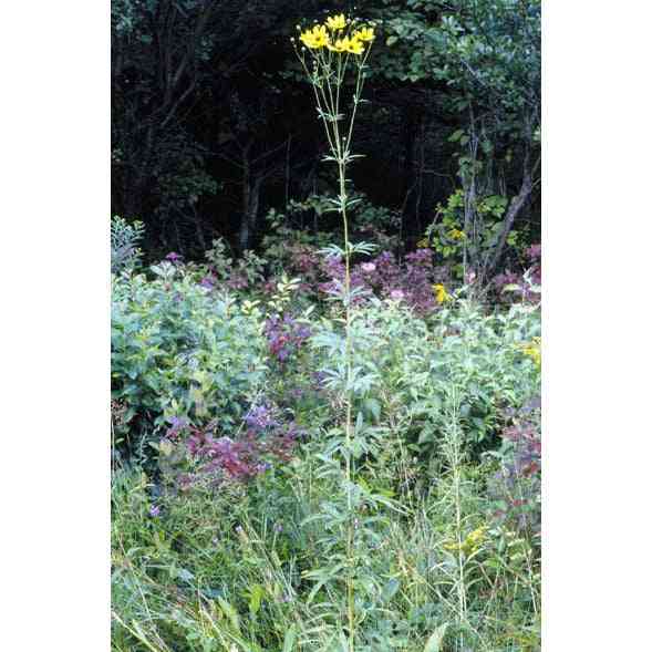 Coreopsis tripteris (Tall Coreopsis)  Natural Communities LLC